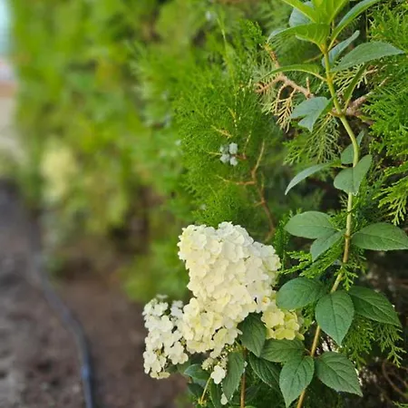 Szálloda естрела Ravda